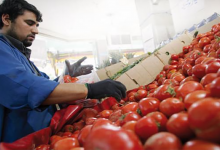 مهني يكشف سبب ارتفاع أسعار الطماطم缩略图