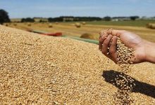 تنويع المغرب لمصادر التزود بالقمح يقلل من تأثير الحرب بأوكرانيا缩略图