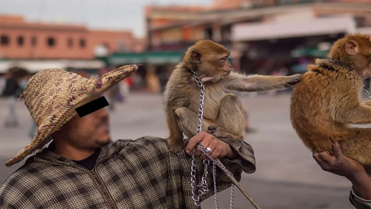 سلطات مراكش تحصي قردة “جامع الفنا” إثر تفشي فيروس “جدري القردة”缩略图