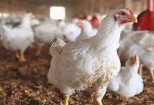 غلاء الأعلاف يلهب أسعار الدجاج缩略图