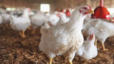 غلاء الأعلاف يلهب أسعار الدجاج缩略图 غلاء الأعلاف يلهب أسعار الدجاج缩略图