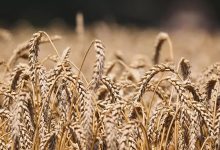 السنغال تدعو إلى رفع العقوبات الغربية المفروضة على صادرات الحبوب缩略图