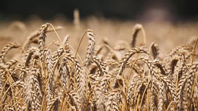 السنغال تدعو إلى رفع العقوبات الغربية المفروضة على صادرات الحبوب缩略图 السنغال تدعو إلى رفع العقوبات الغربية المفروضة على صادرات الحبوب缩略图