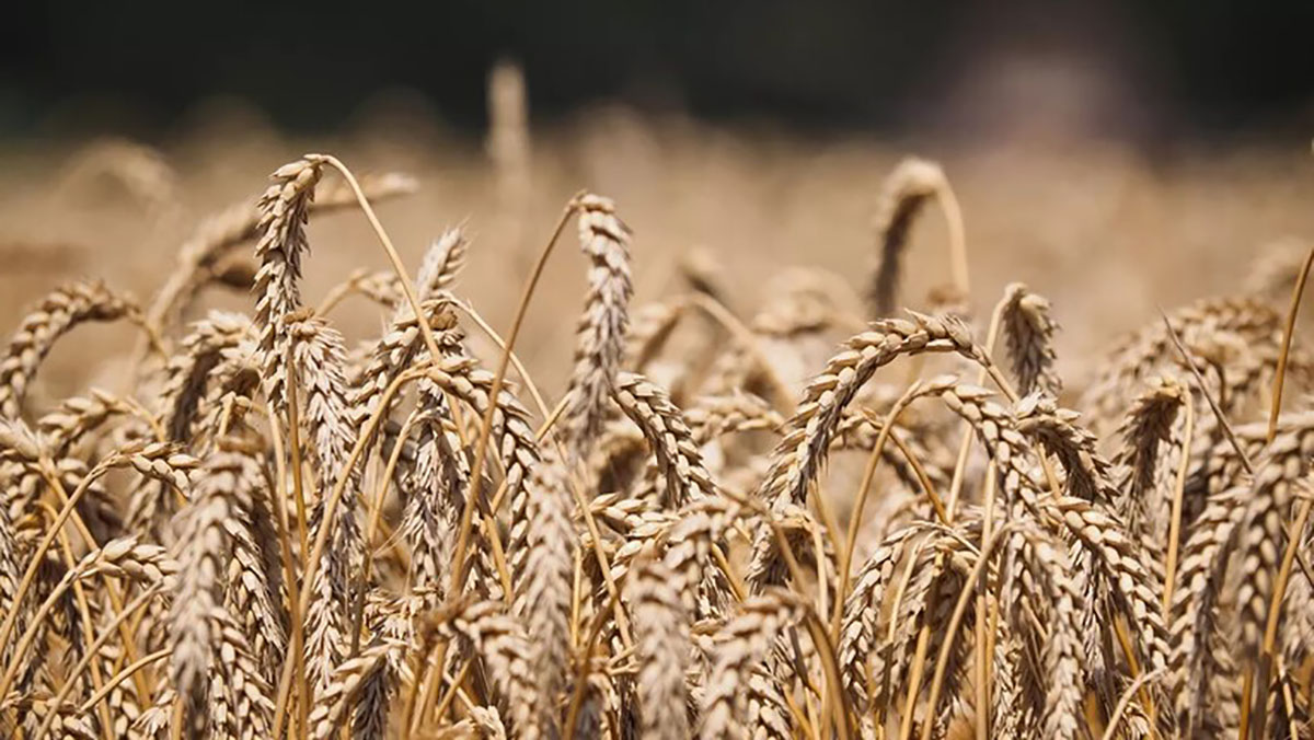 السنغال تدعو إلى رفع العقوبات الغربية المفروضة على صادرات الحبوب缩略图