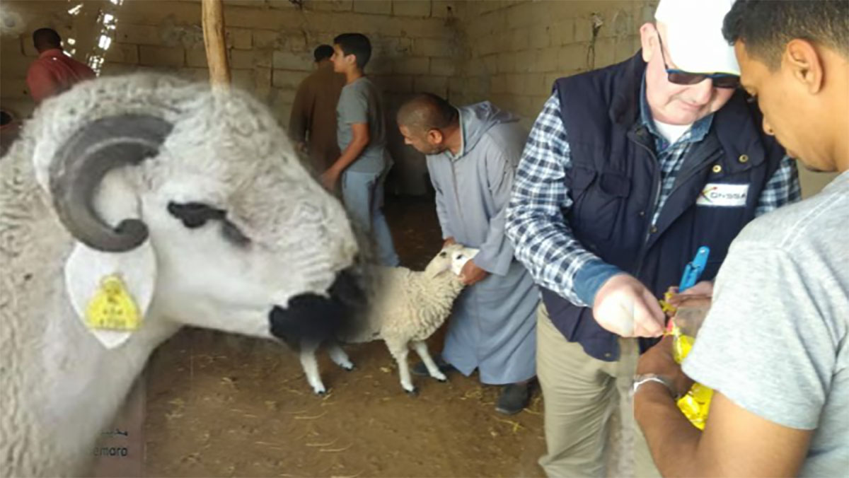 ترقيم 6 ملايين رأس من الأغنام والماعز المعدة لعيد الأضحى缩略图