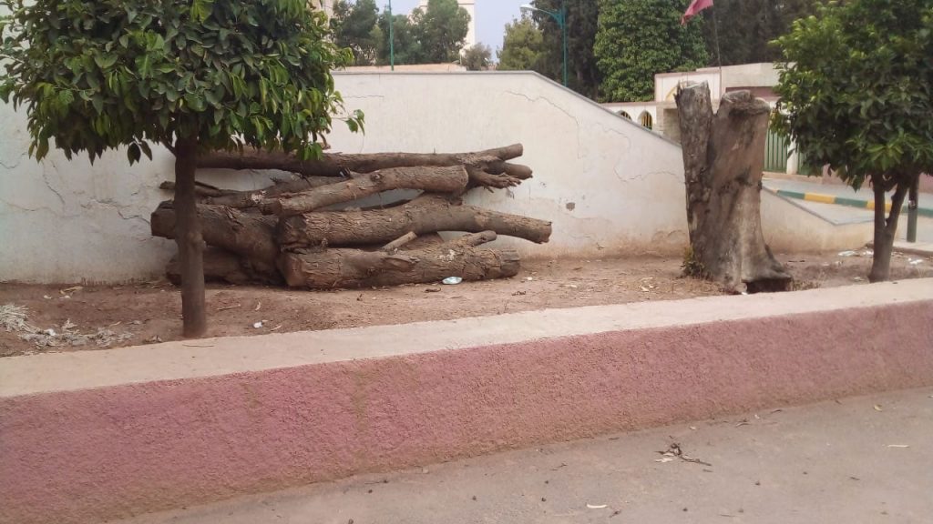 نقابة تستغرب قطع اشجار من محيط سكن وظيفي وتفويتها خارج المساطر القانونية + صور插图1
