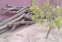 نقابة تستغرب قطع اشجار من محيط سكن وظيفي وتفويتها خارج المساطر القانونية + صور缩略图