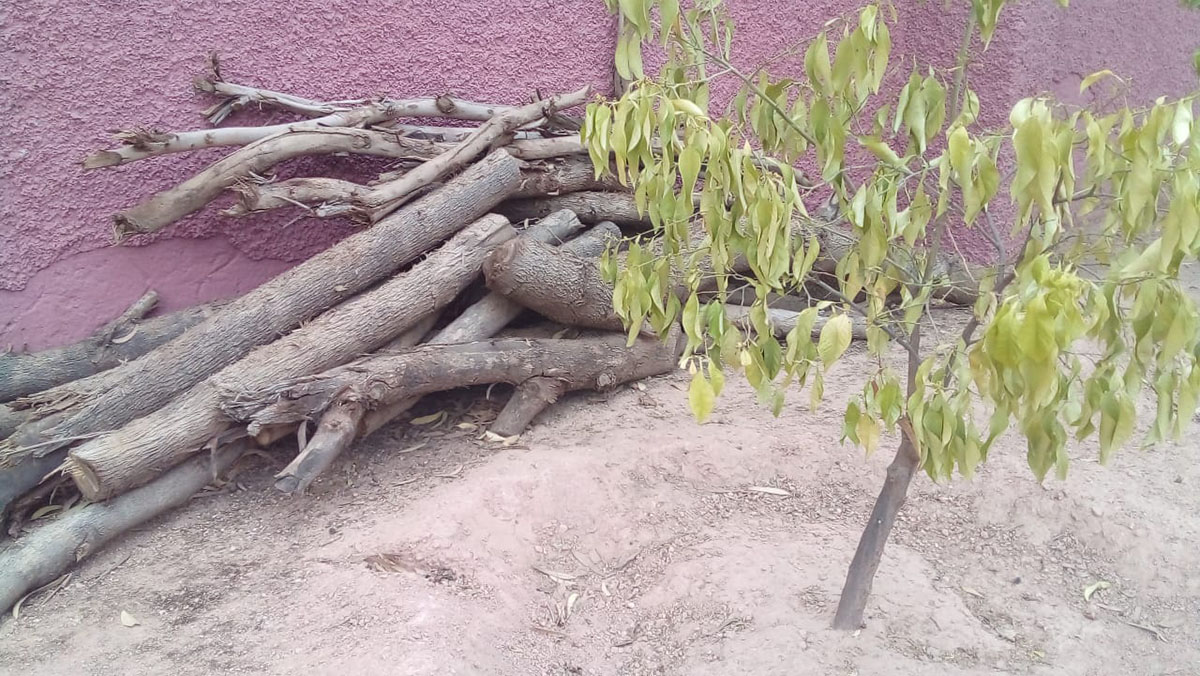 نقابة تستغرب قطع اشجار من محيط سكن وظيفي وتفويتها خارج المساطر القانونية + صور缩略图