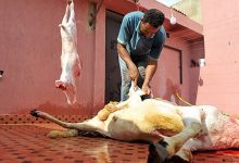 “أونسا”: ينبغي أن لا تتجاوز مدة تعليق الأضحية 5 ساعات بعد ذبحها تجنبا لاخضرار اللحوم缩略图