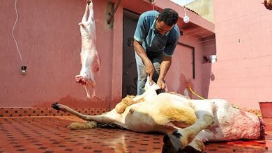 “أونسا”: ينبغي أن لا تتجاوز مدة تعليق الأضحية 5 ساعات بعد ذبحها تجنبا لاخضرار اللحوم缩略图 “أونسا”: ينبغي أن لا تتجاوز مدة تعليق الأضحية 5 ساعات بعد ذبحها تجنبا لاخضرار اللحوم缩略图