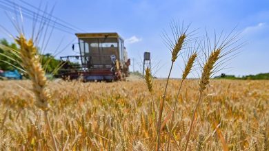 الحبوب الأوكرانية لم تذهب إلى إفريقيا بل إلى البلدان المتقدمة缩略图 الحبوب الأوكرانية لم تذهب إلى إفريقيا بل إلى البلدان المتقدمة缩略图
