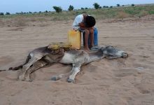 هذه حقيقة صورة نفوق حمار “عطشا” بالمغرب￼缩略图