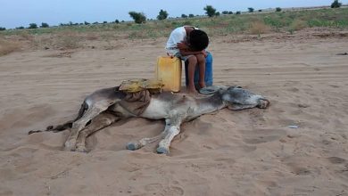 هذه حقيقة صورة نفوق حمار “عطشا” بالمغرب￼缩略图