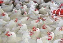 مربو دجاج اللحم يتهمون مصنعي الأعلاف بمواصلة رفع الأسعار رغم تراجع أثمان المواد الأولية عالميا缩略图