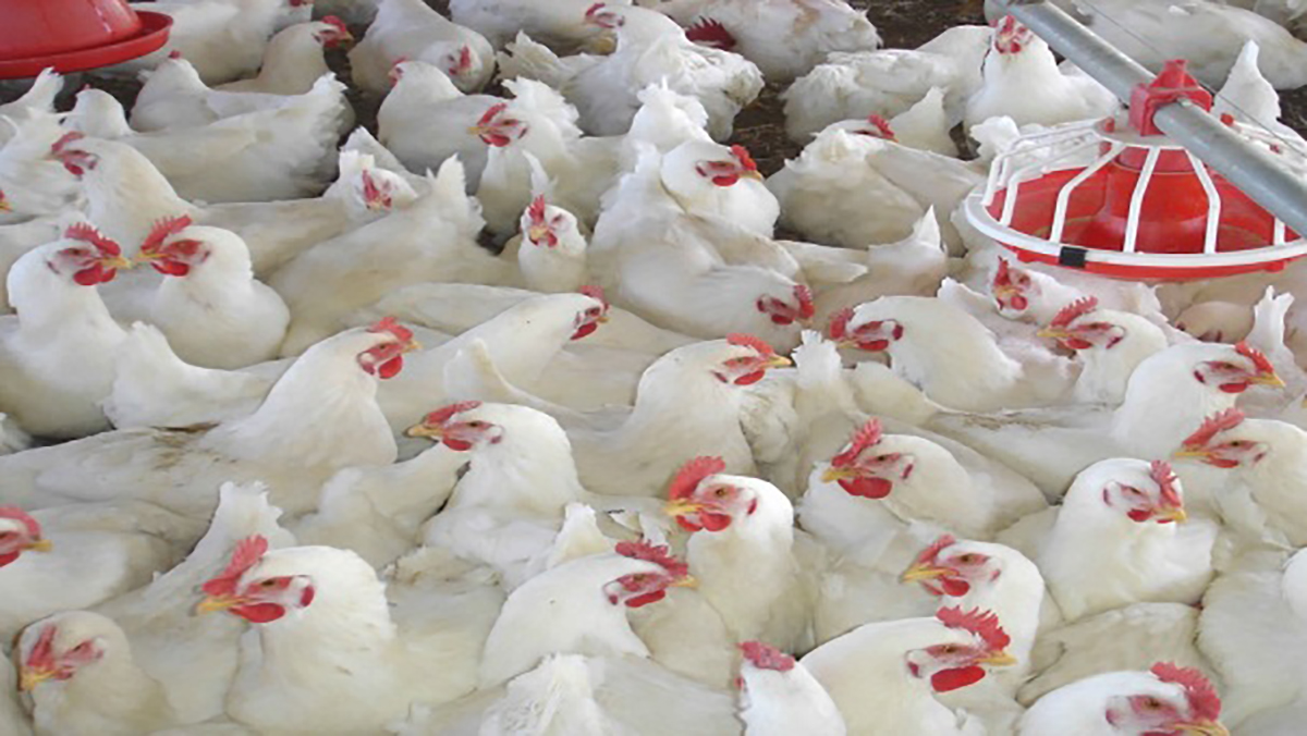مربو دجاج اللحم يتهمون مصنعي الأعلاف بمواصلة رفع الأسعار رغم تراجع أثمان المواد الأولية عالميا缩略图
