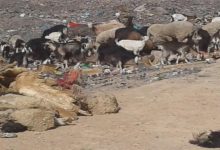 هل مطرح النفايات بفجيج ينذر بكارثة بيئية في المستقبل؟缩略图