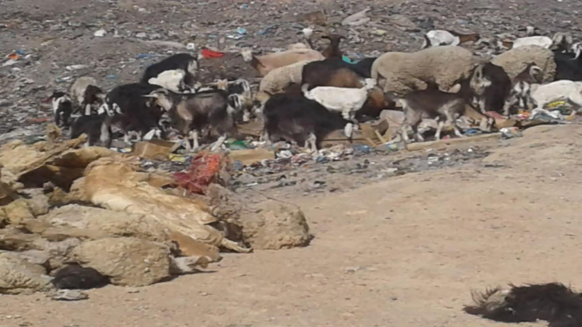 هل مطرح النفايات بفجيج ينذر بكارثة بيئية في المستقبل؟缩略图