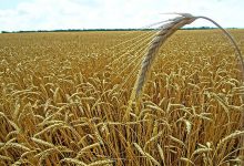 المغرب يعتزم استيراد 15 مليون قنطار من القمح الطري ما بين مارس وماي缩略图