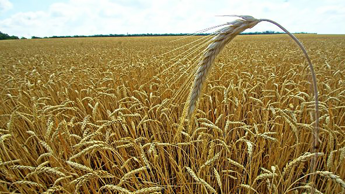 المغرب يعتزم استيراد 15 مليون قنطار من القمح الطري ما بين مارس وماي缩略图