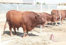 من “قتل” السلالات المحلية من الأبقار؟缩略图