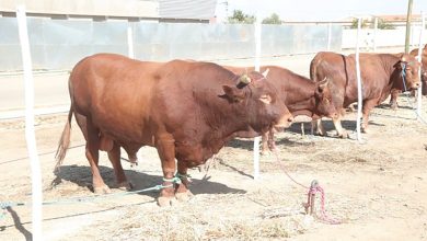 من “قتل” السلالات المحلية من الأبقار؟缩略图 من “قتل” السلالات المحلية من الأبقار؟缩略图