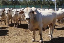 جزارو الرباط يرفضون تسويق لحوم الأبقار البرازيلية缩略图