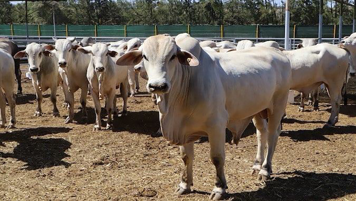 جزارو الرباط يرفضون تسويق لحوم الأبقار البرازيلية缩略图