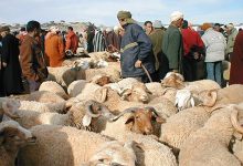 أسعار الأضاحي ترفض الانخفاض رغم تراجع الإقبال ووفرة العرض缩略图