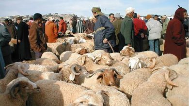 أسعار الأضاحي ترفض الانخفاض رغم تراجع الإقبال ووفرة العرض缩略图 أسعار الأضاحي ترفض الانخفاض رغم تراجع الإقبال ووفرة العرض缩略图