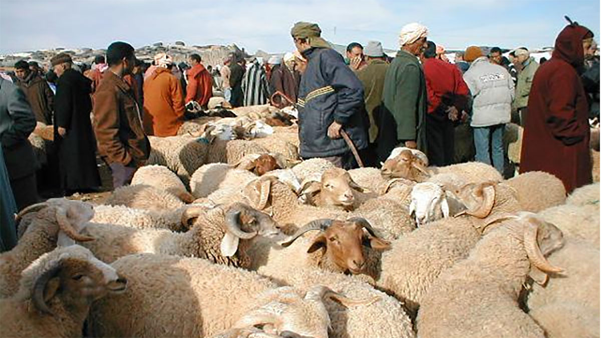 أسعار الأضاحي ترفض الانخفاض رغم تراجع الإقبال ووفرة العرض缩略图