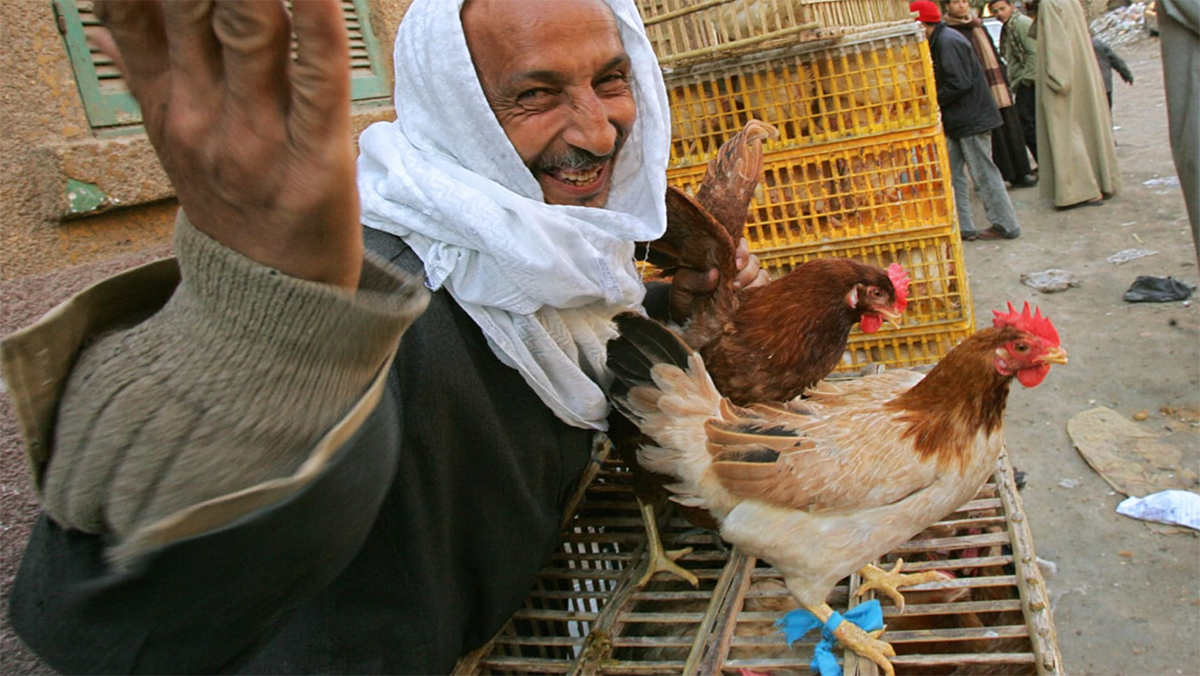 إجازة شيخ مصري التضحية بالطيور تثير جدلا فقهيا في مصر缩略图