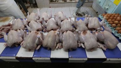 عيد الأضحى يُخفض أسعار الدجاج缩略图 عيد الأضحى يُخفض أسعار الدجاج缩略图