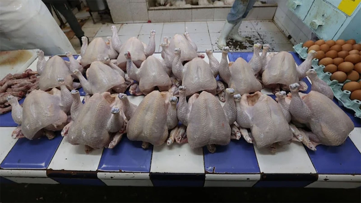 عيد الأضحى يُخفض أسعار الدجاج缩略图