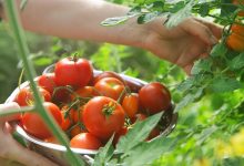 الطماطم المغربية تغزو الأسواق الأوروبية، لجودتها العالية وسعرها المنخفض缩略图