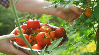 بعد استهداف الطماطم المغربية.. المنتجون الإسبان يقودون حملة ضد الفرولة缩略图 بعد استهداف الطماطم المغربية.. المنتجون الإسبان يقودون حملة ضد الفرولة缩略图