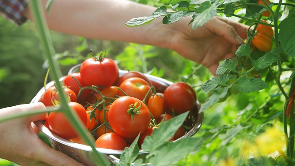 بعد استهداف الطماطم المغربية.. المنتجون الإسبان يقودون حملة ضد الفرولة缩略图