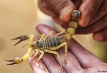 “باستور” يُقدم نصائح لمواجهة لسعات الثعابين والعقارب缩略图