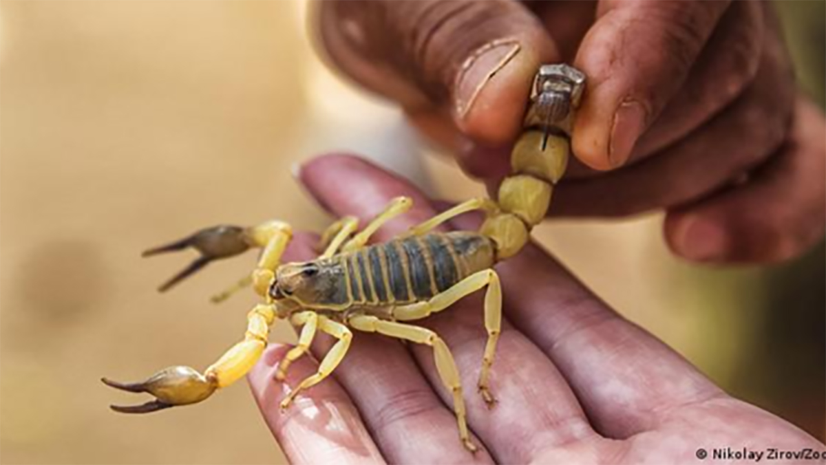 “باستور” يُقدم نصائح لمواجهة لسعات الثعابين والعقارب缩略图