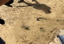المغرب.. اكتشاف أقدم آثار أقدام بشرية بشمال إفريقيا وجنوب “المتوسط”缩略图