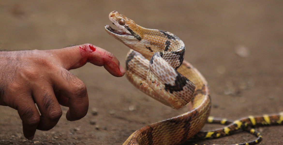 لدغة أفعى تحيل إمرأة على المستشفى الإقليمي لطاطا.缩略图