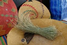 الحلفا بمنطقة سيدي بوبكر…بين أيدي الإنسان وأسنان الحيوان缩略图