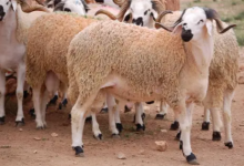 المغرب يرفع وارداته من الأغنام الاسبانية تزامنا مع حلول رمضان缩略图