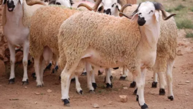 المغرب يرفع وارداته من الأغنام الاسبانية تزامنا مع حلول رمضان缩略图 المغرب يرفع وارداته من الأغنام الاسبانية تزامنا مع حلول رمضان缩略图