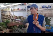 GIL24-TV فزوان … منطقة الاعشاب الطبيعية والطبية بامتياز缩略图