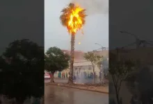 GIL24-TV سقوط رعدية بالقرب من سيمي لازاري ادت إلى احتراق نخلة缩略图 GIL24-TV سقوط رعدية بالقرب من سيمي لازاري ادت إلى احتراق نخلة缩略图