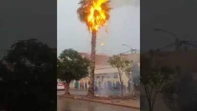 GIL24-TV سقوط رعدية بالقرب من سيمي لازاري ادت إلى احتراق نخلة缩略图