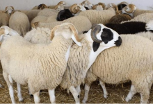 تدبير عيد الأضحى ..المطالبة بالتحقيق في أرقام وزارة الفلاحة حول القطيع缩略图