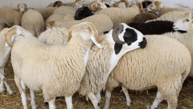 تدبير عيد الأضحى ..المطالبة بالتحقيق في أرقام وزارة الفلاحة حول القطيع缩略图