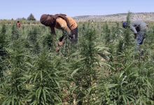 زراعة القنب الهندي.. العفو الملكي سيوجه المزارعين نحو الإنتاج في إطار قانوني缩略图