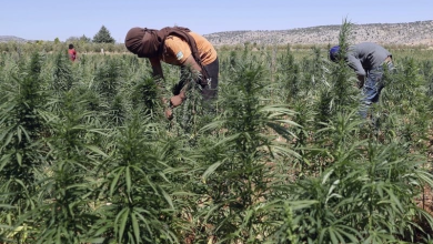 زراعة القنب الهندي.. العفو الملكي سيوجه المزارعين نحو الإنتاج في إطار قانوني缩略图